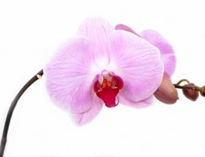 purple orchid flower thumbnail