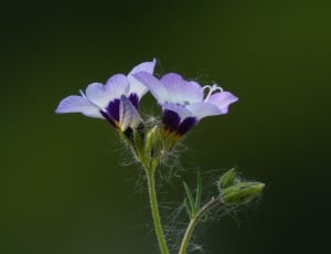 purple and white flower thumbnail