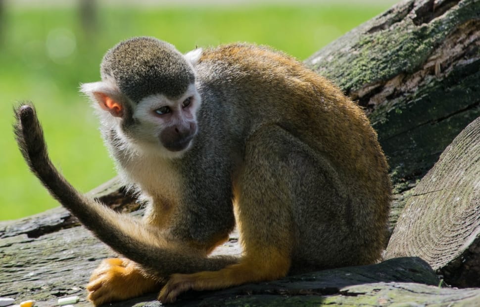 brown and white monkey preview