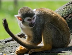 brown and white monkey thumbnail