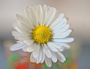 white daisy flower thumbnail