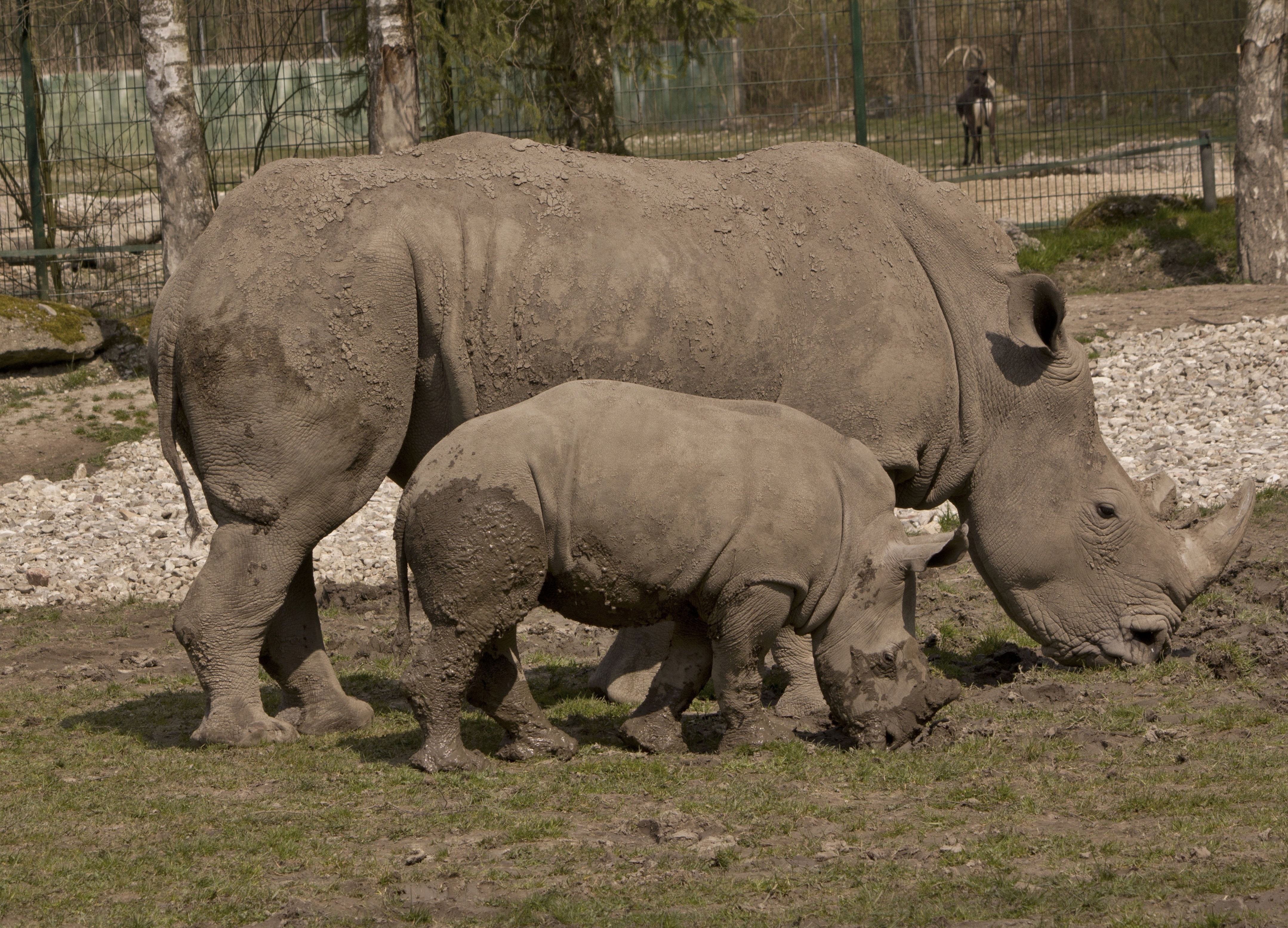 2 grey rhinoceros
