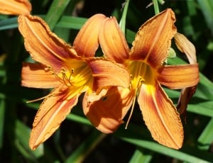 2 yellow and orange petaled flowers thumbnail