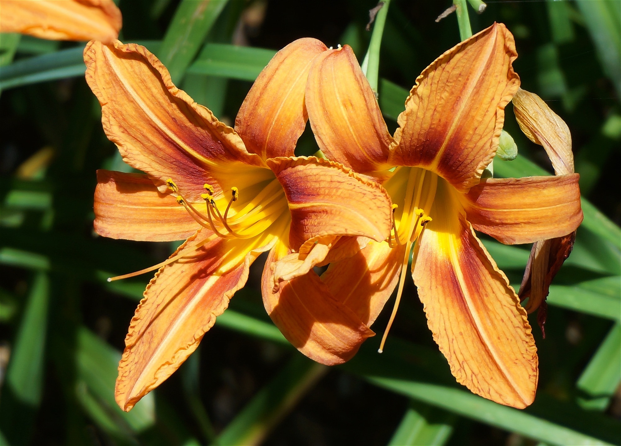 2 yellow and orange petaled flowers