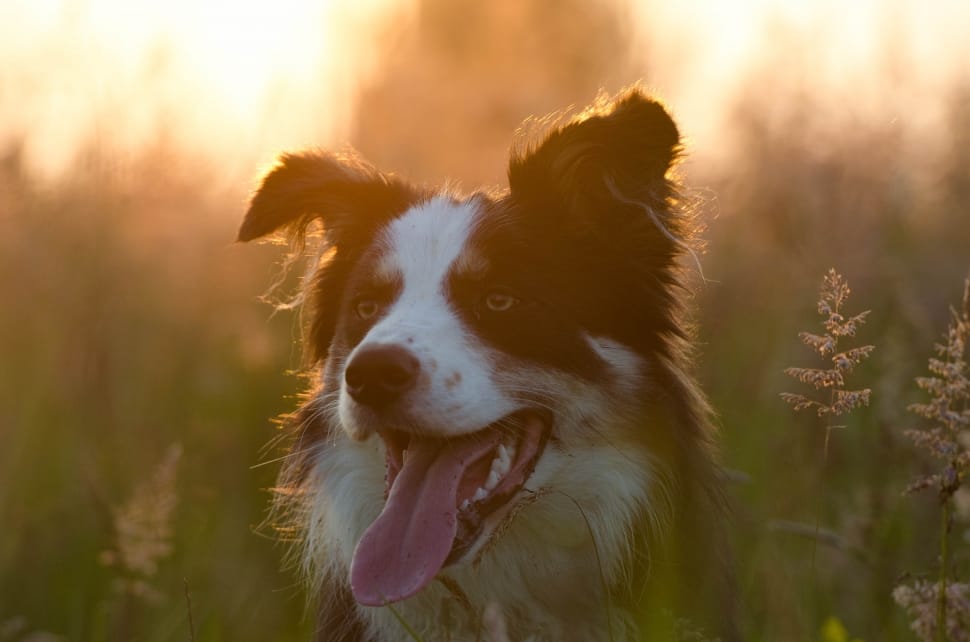 Border Collie on green grass during sunset preview