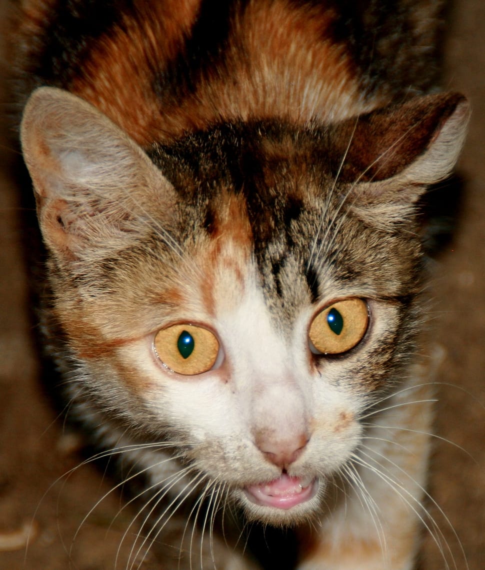 close up photo of white,black and brown tabby cat preview