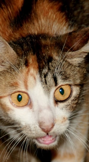 close up photo of white,black and brown tabby cat thumbnail