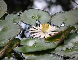 white lotus thumbnail