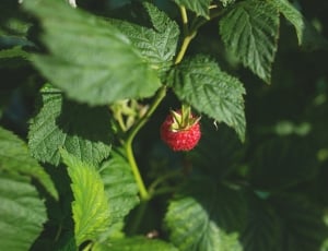 green,leaf, plant, nature, red, strawberry, red thumbnail