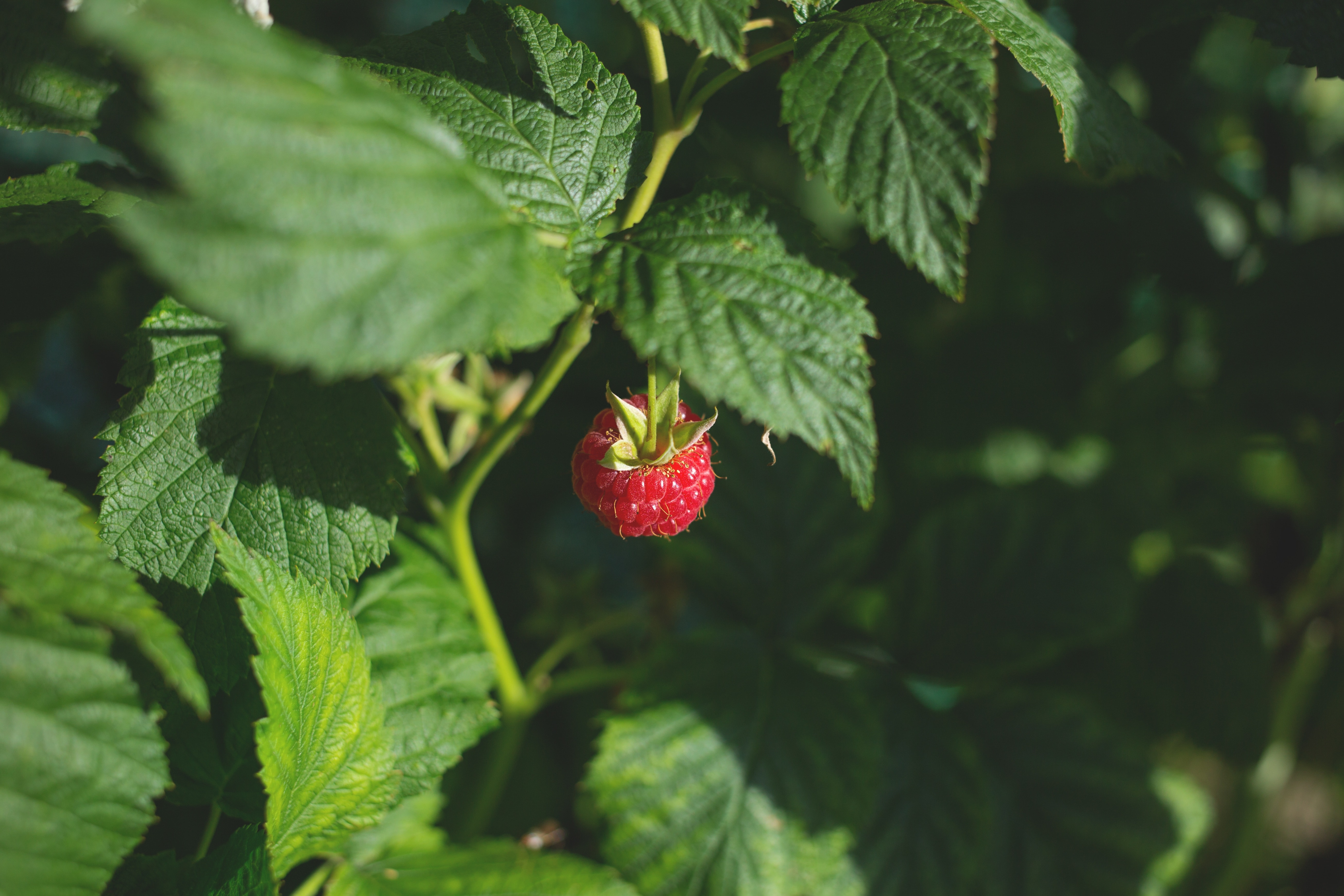 green,leaf, plant, nature, red, strawberry, red