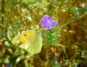 green and purple petaled plant and butterfly thumbnail
