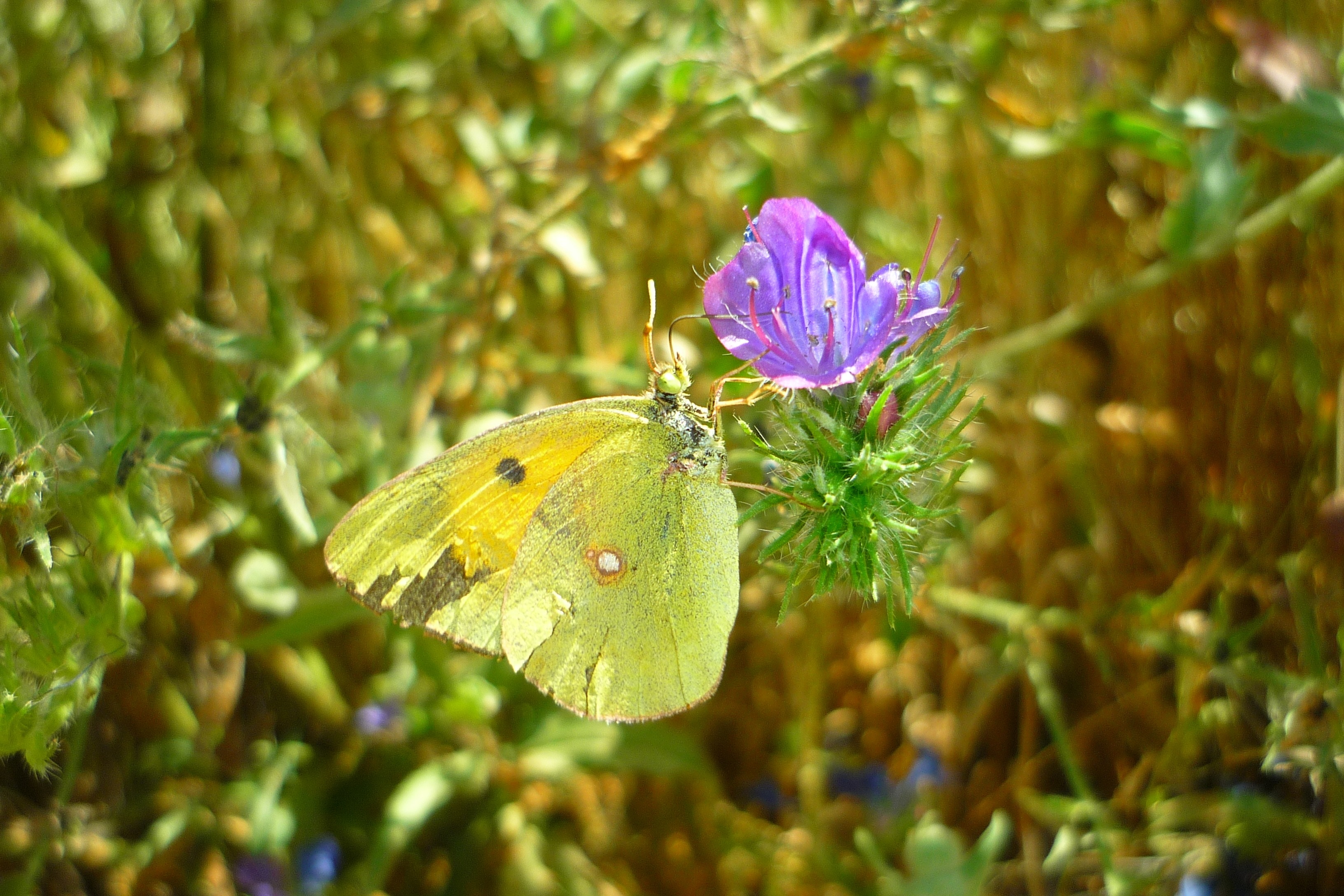green and purple petaled plant and butterfly