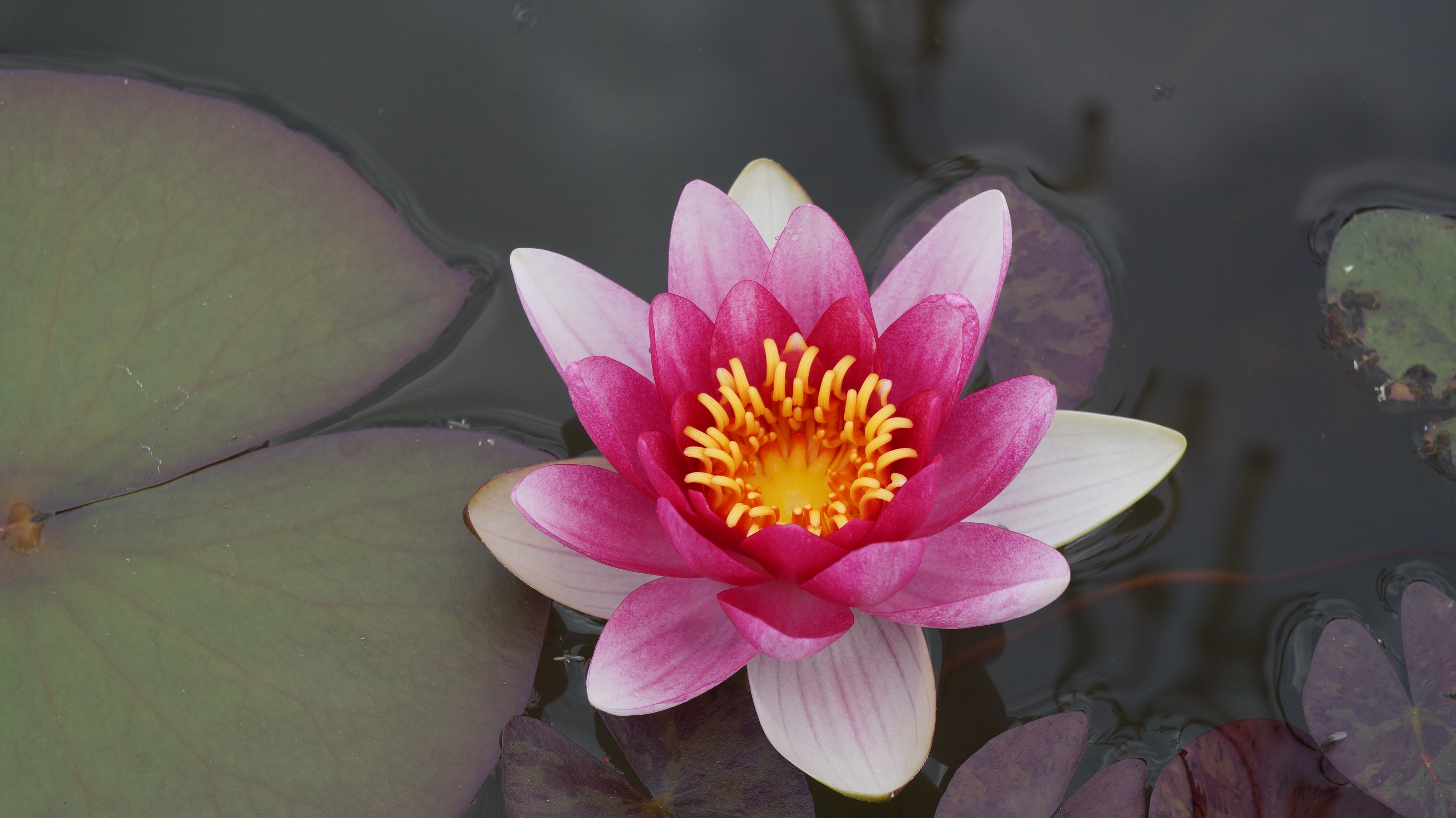 red and white lotus