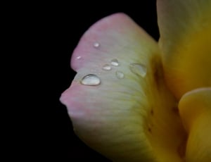 pink and yellow flower thumbnail