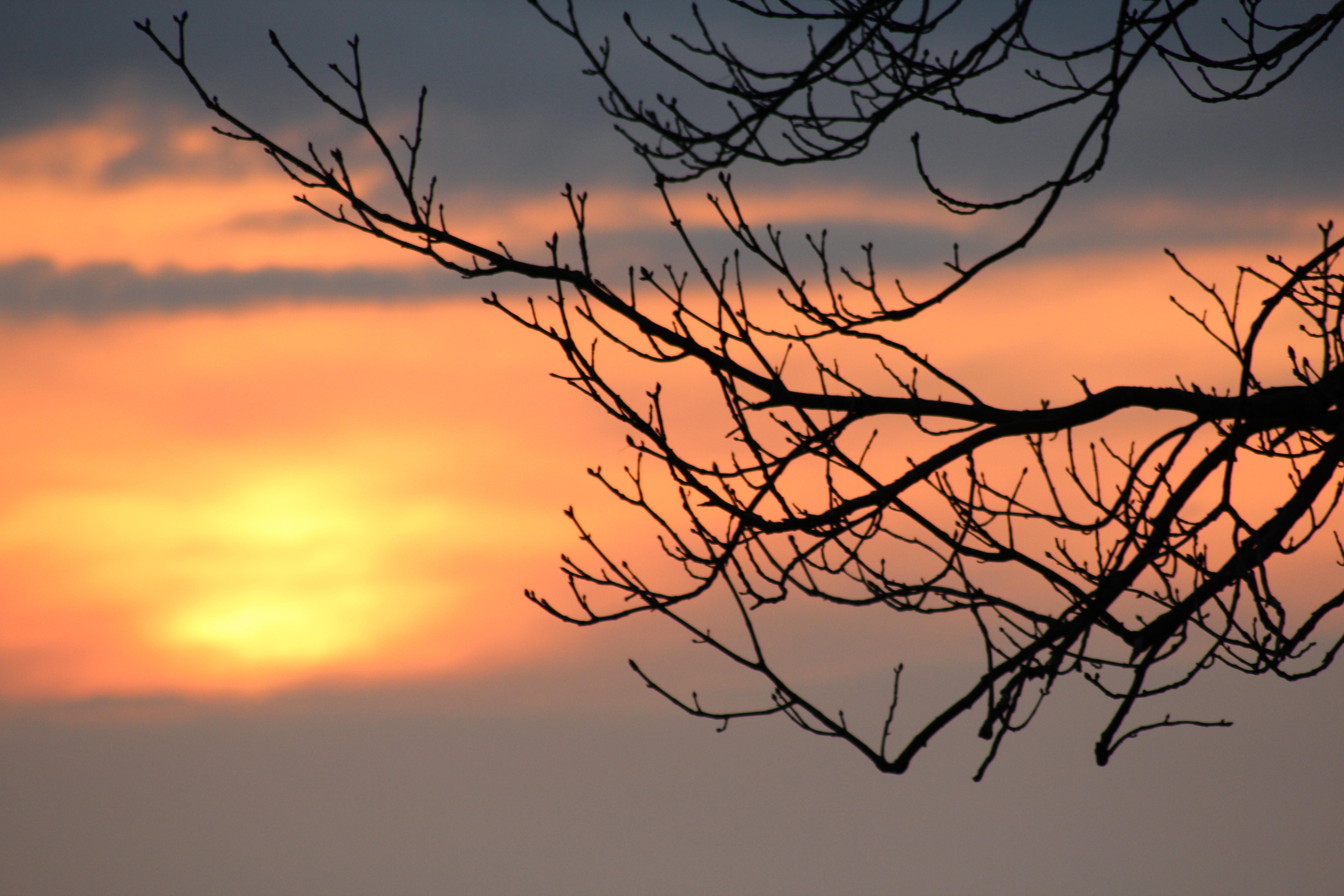Sunset, Afterglow, Sky, Branch, sunset, bare tree