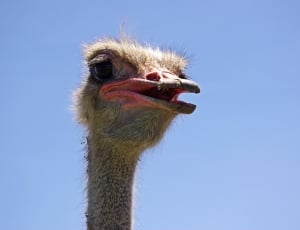 brown ostrich thumbnail