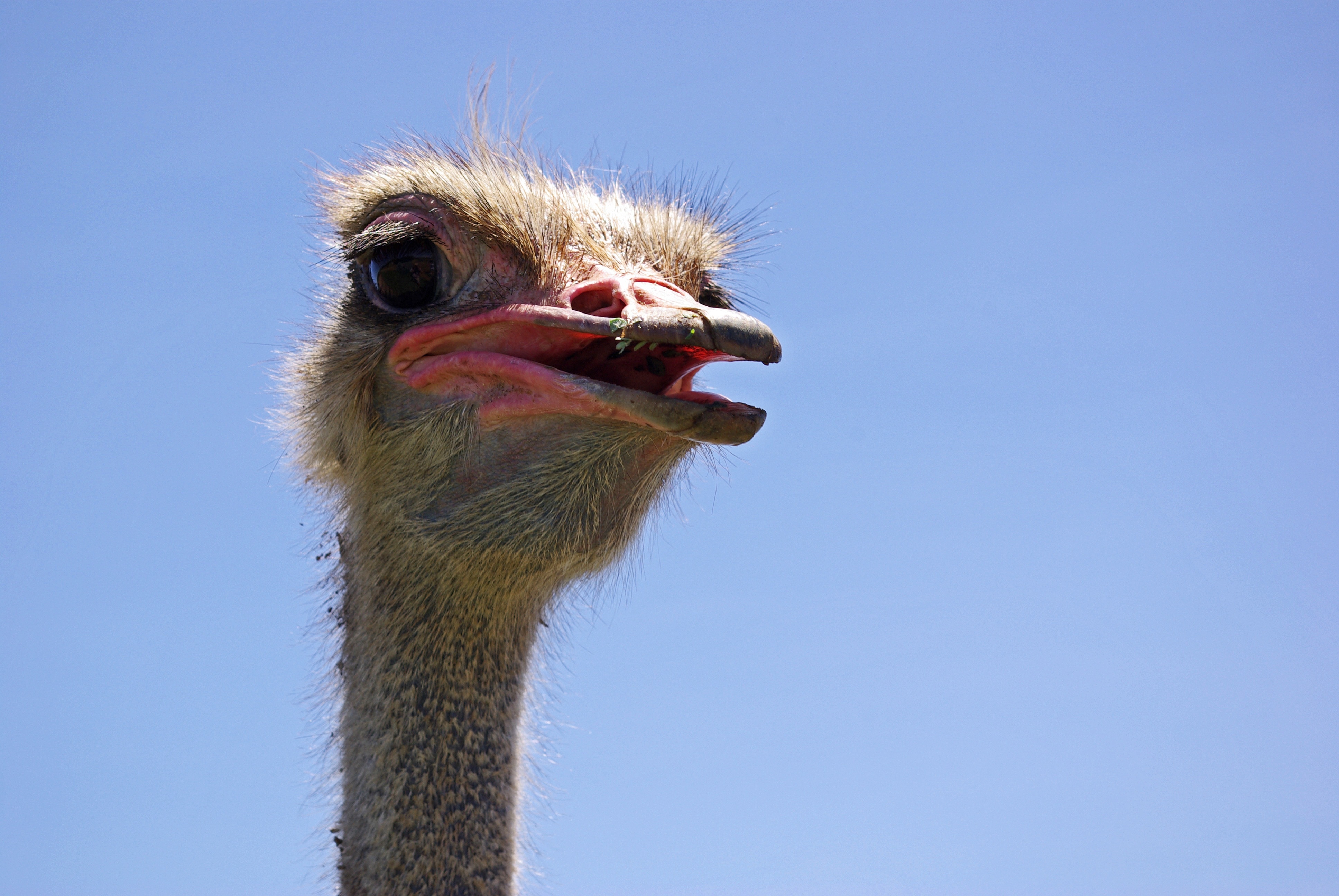 brown ostrich