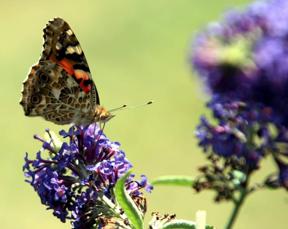 black, gray, and red butterfly on lavender in closeup photo preview