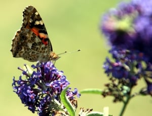 black, gray, and red butterfly on lavender in closeup photo thumbnail