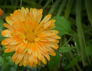 Bloom, Yellow, Blossom, Marigold, Flower, flower, growth thumbnail