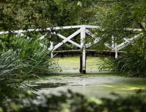 white wooden bridge with green leaves of trees thumbnail