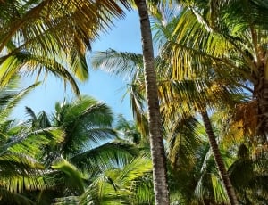 Palm trees under the blue sky thumbnail