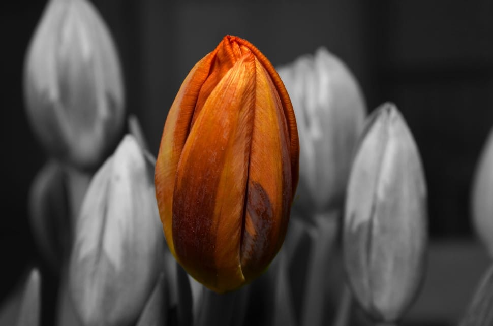 selective color of tulip flower preview