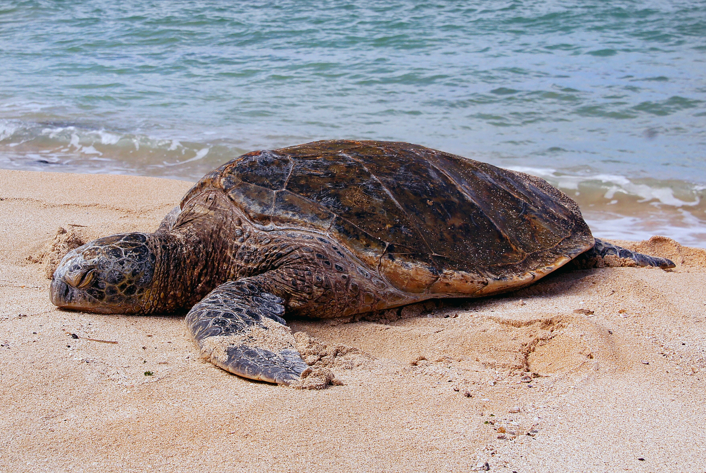 Sea Turtle on beach
