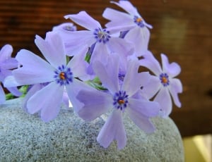 light blue petaled flowers thumbnail