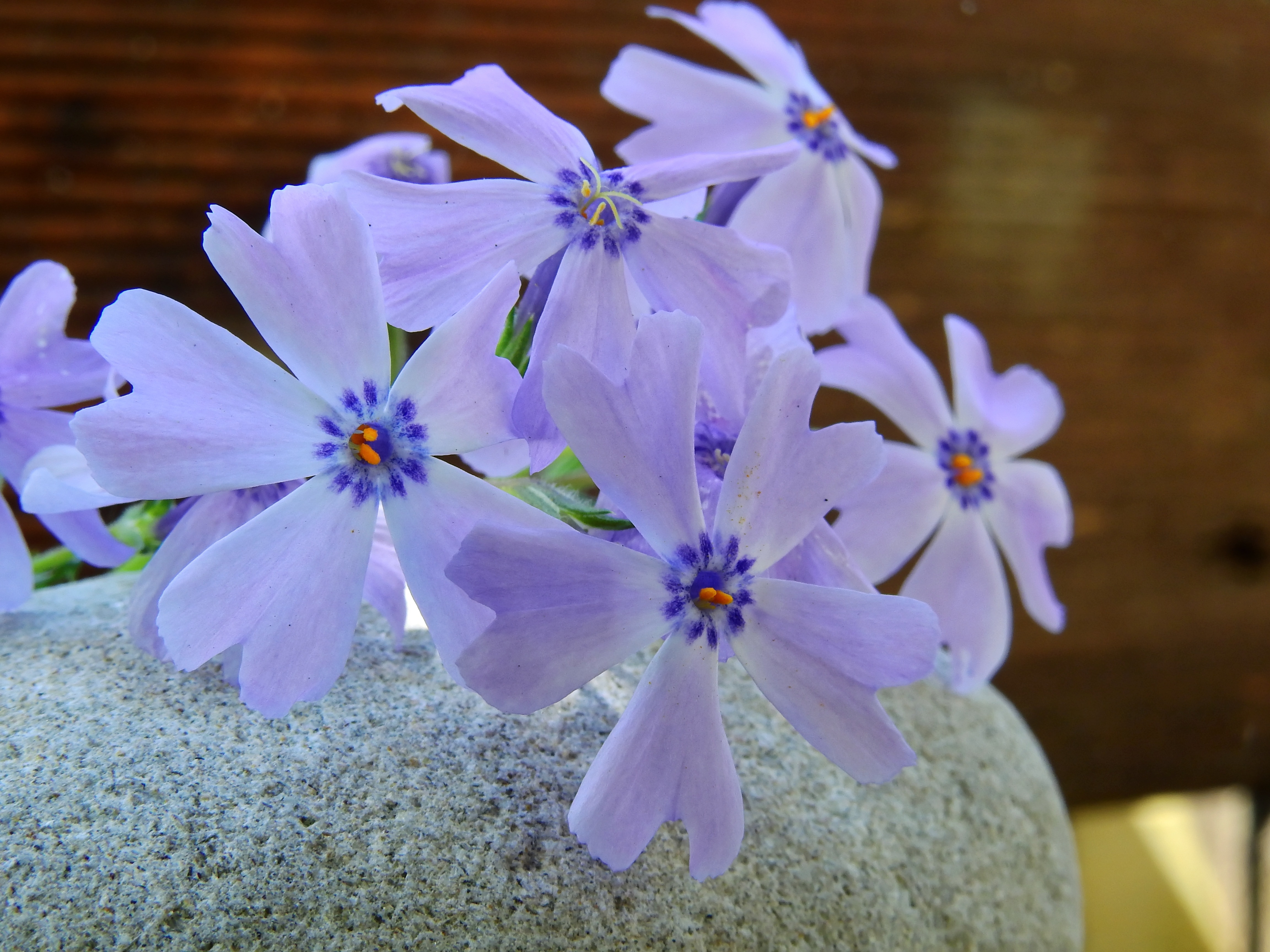 light blue petaled flowers