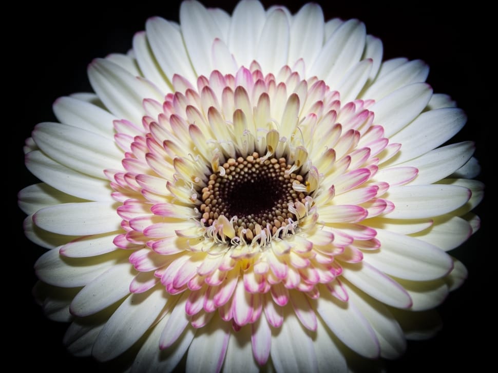 white and pink daisy flower preview