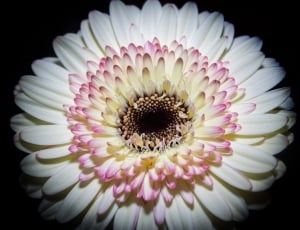 white and pink daisy flower thumbnail