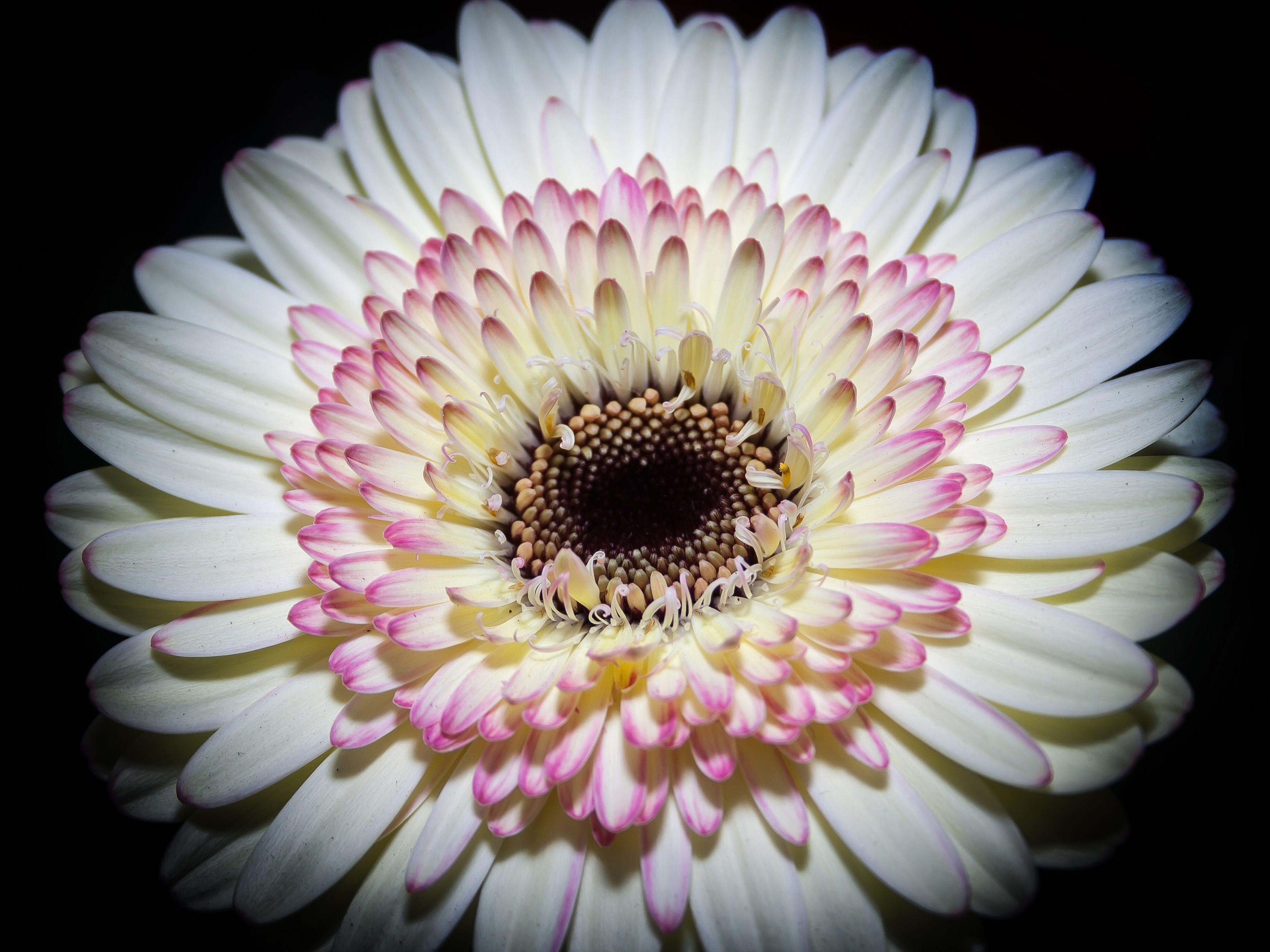 white and pink daisy flower