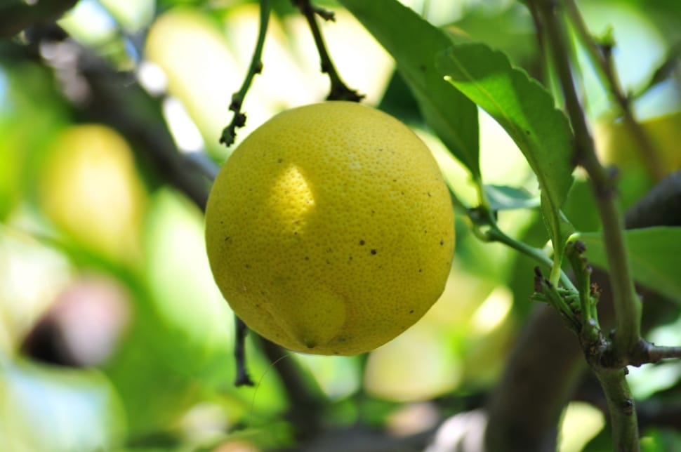 yellow lemon preview