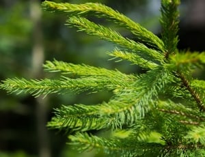 pine tree leaf thumbnail