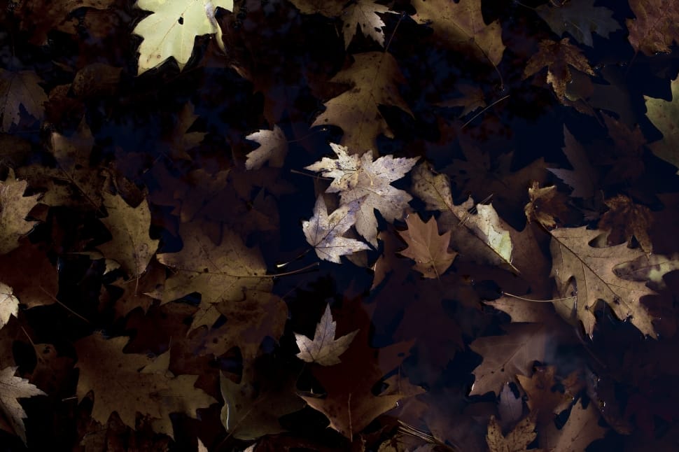 purple and black maple leaf preview