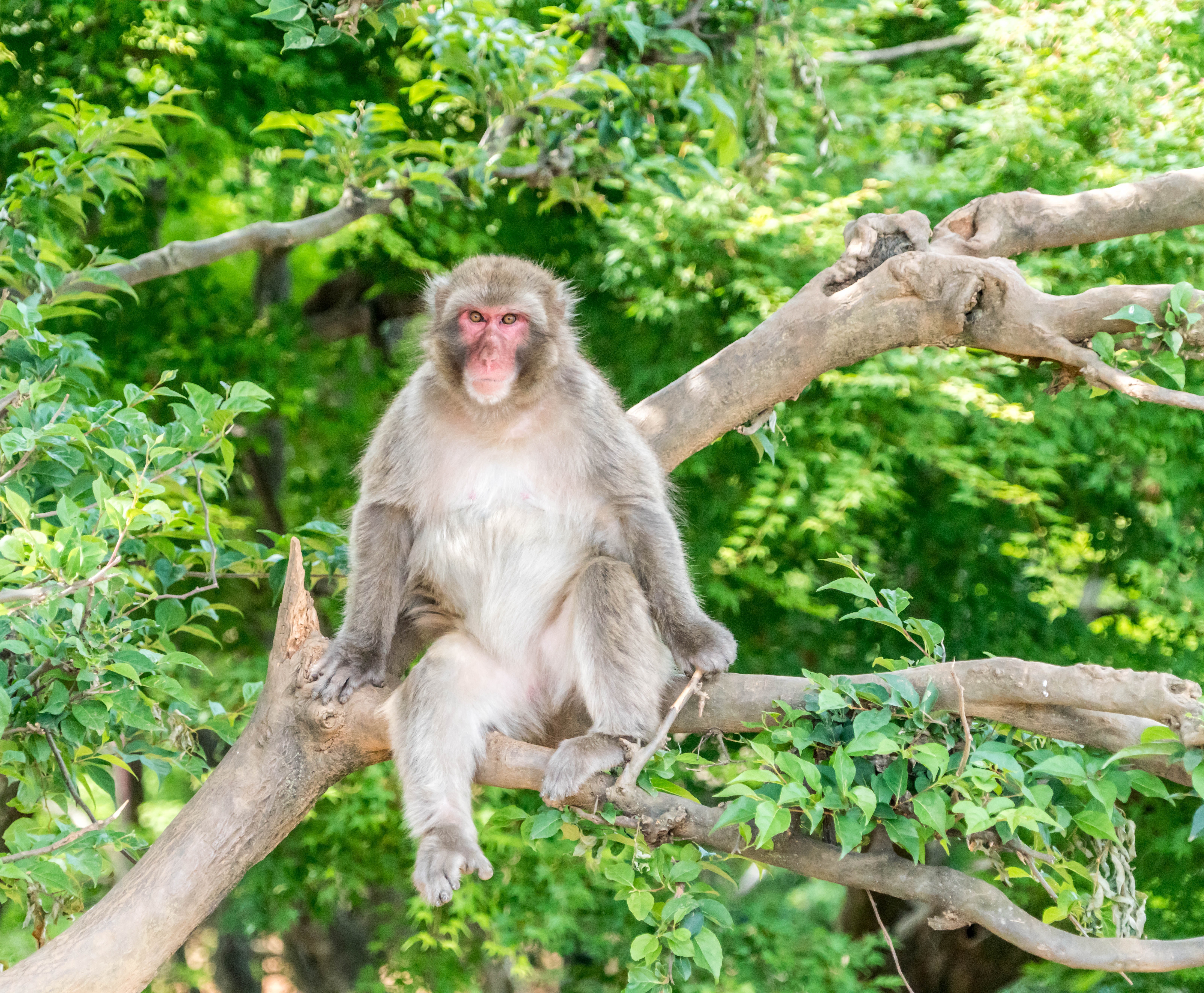 brown macaque