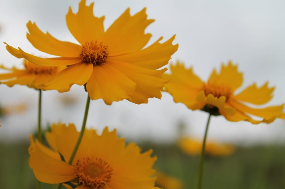 Cosmos, Flowers, Blooms, Yellow, flower, petal preview