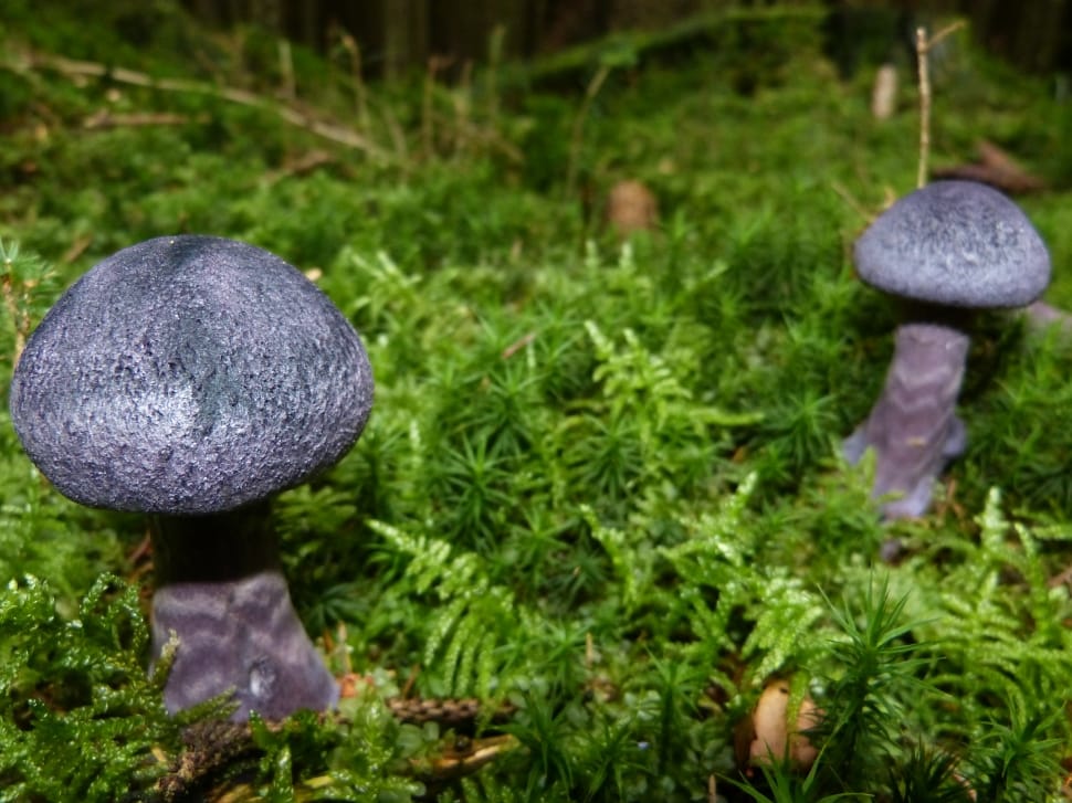 Blue, Violet, Mushroom, Autumn, no people, outdoors preview