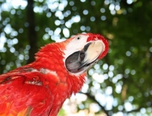 closeup photo of parrot thumbnail