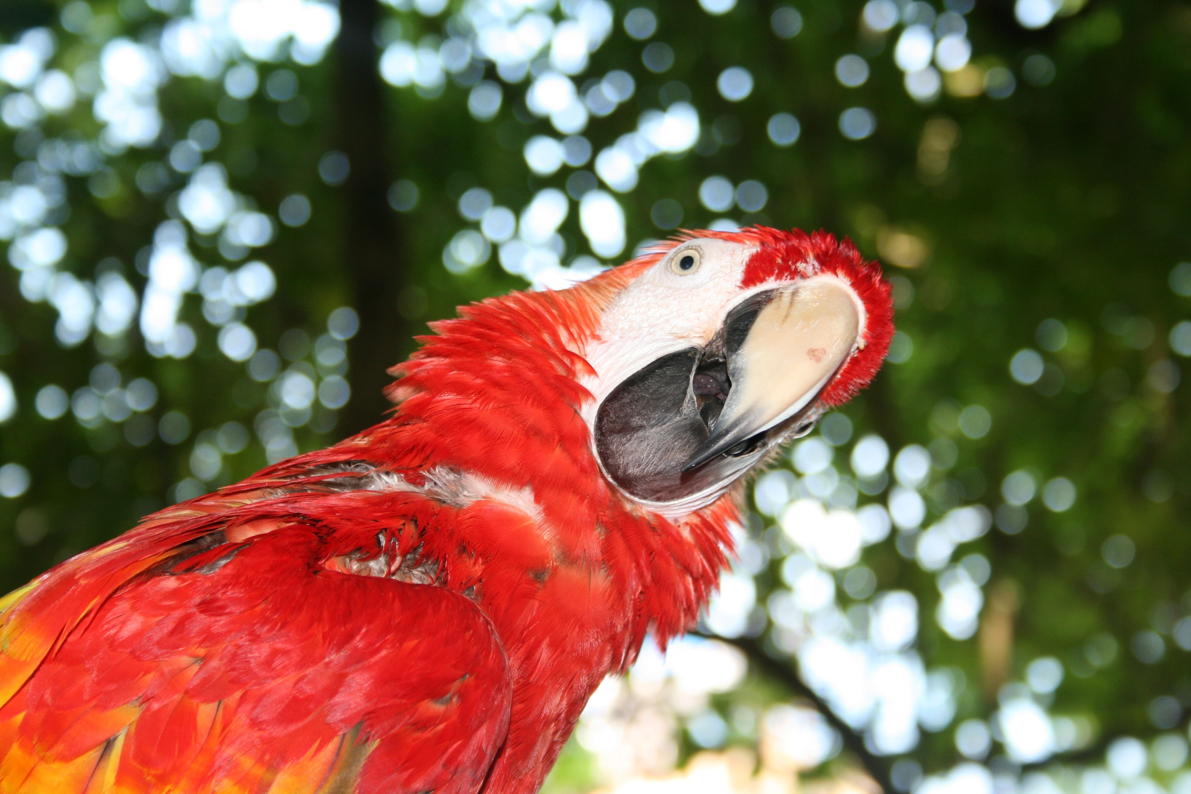 closeup photo of parrot