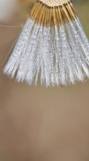 microscopic photography of white dandelion thumbnail