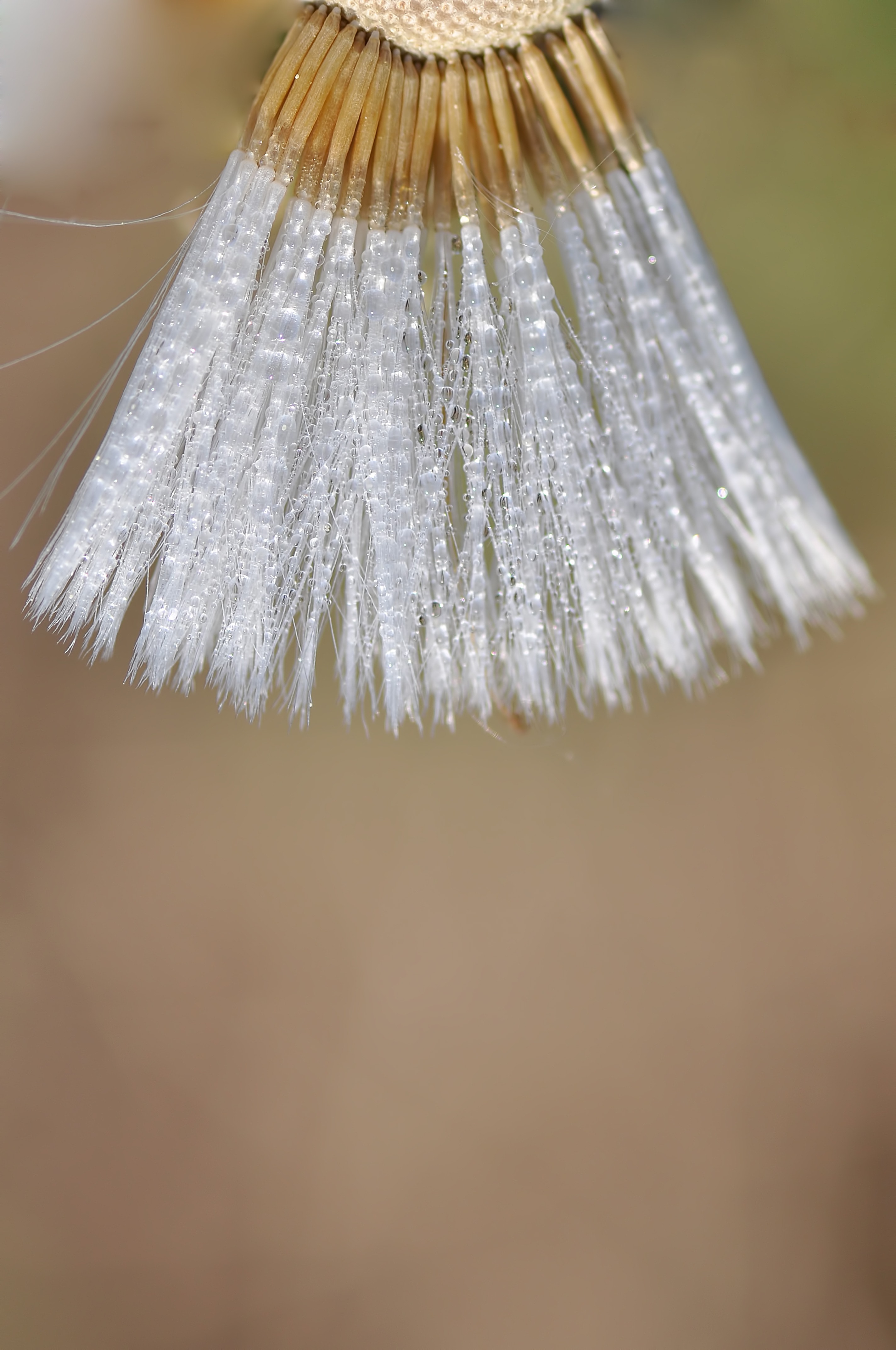 microscopic photography of white dandelion