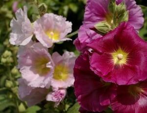 assorted shade of pink flowers thumbnail