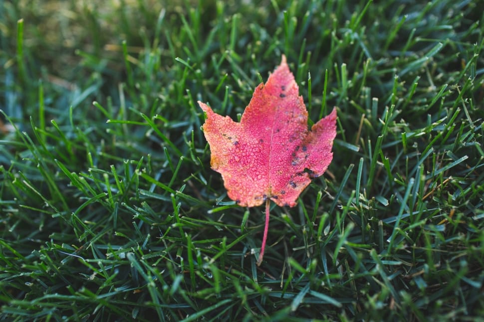 red leaf preview