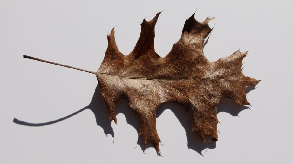 dried maple leaf preview