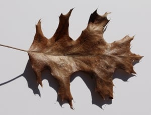 dried maple leaf thumbnail