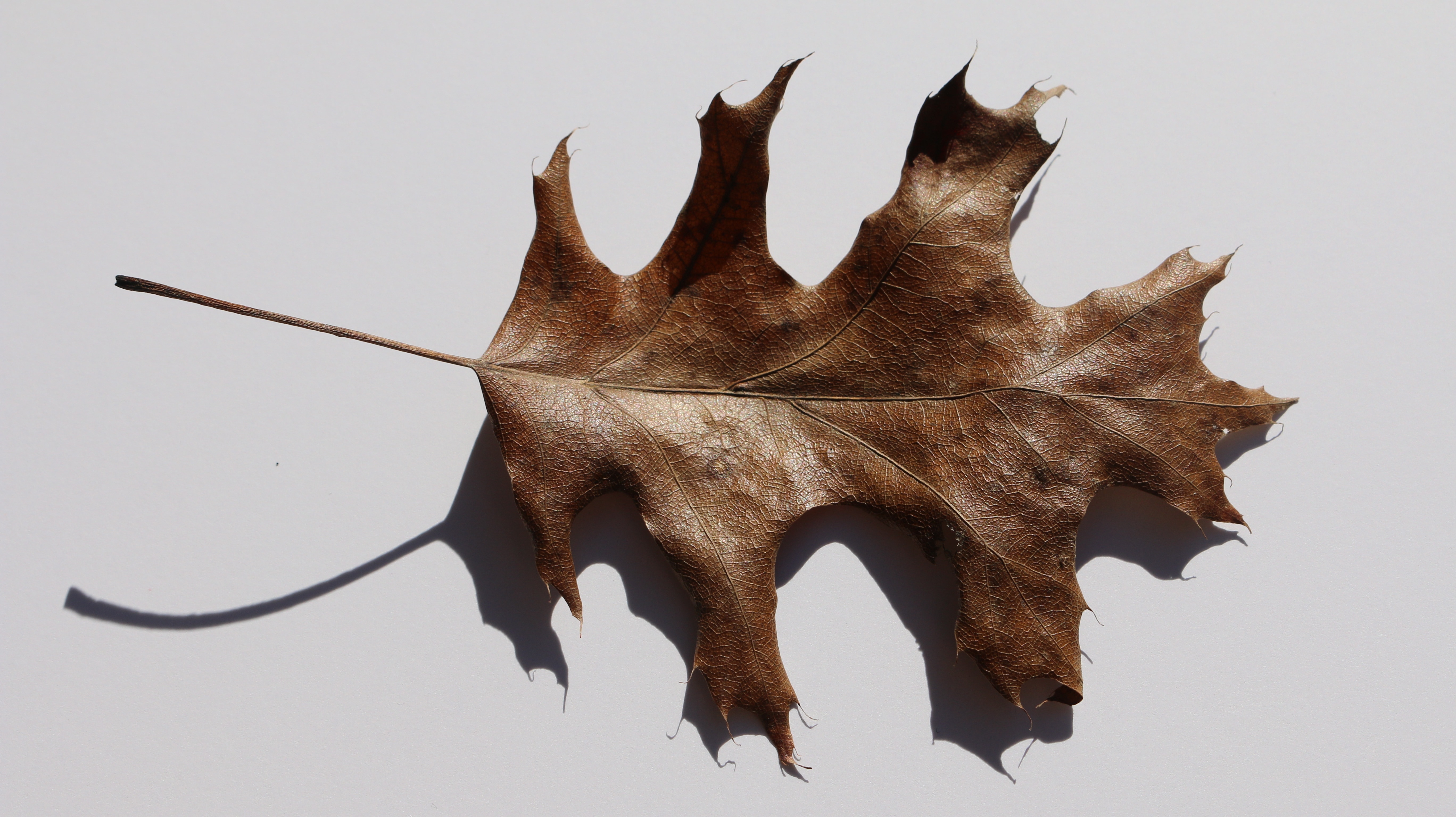 dried maple leaf