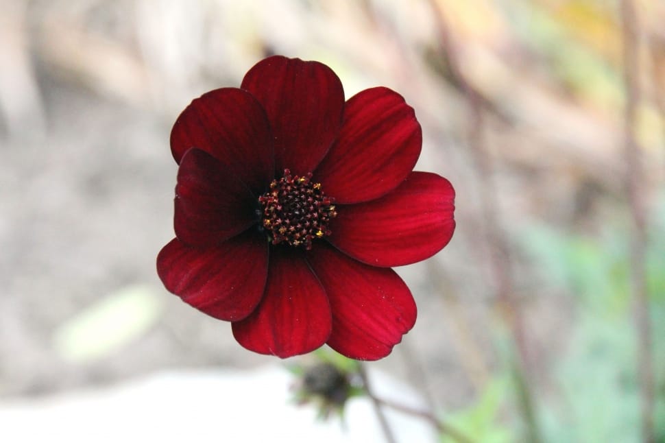 red and black flower preview