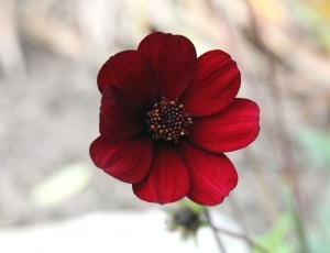 red and black flower thumbnail